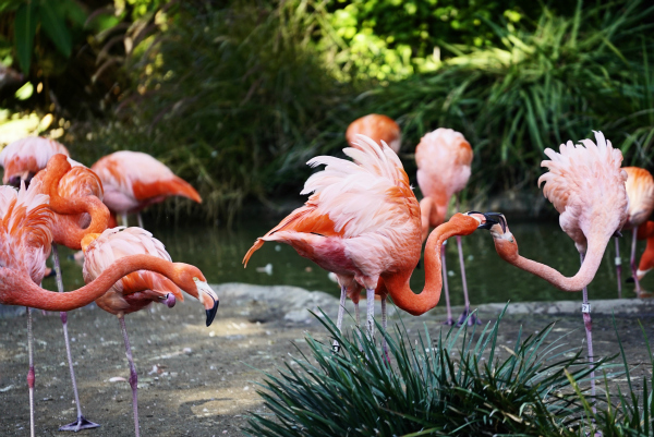 San Diego Zoo Sony A7rII