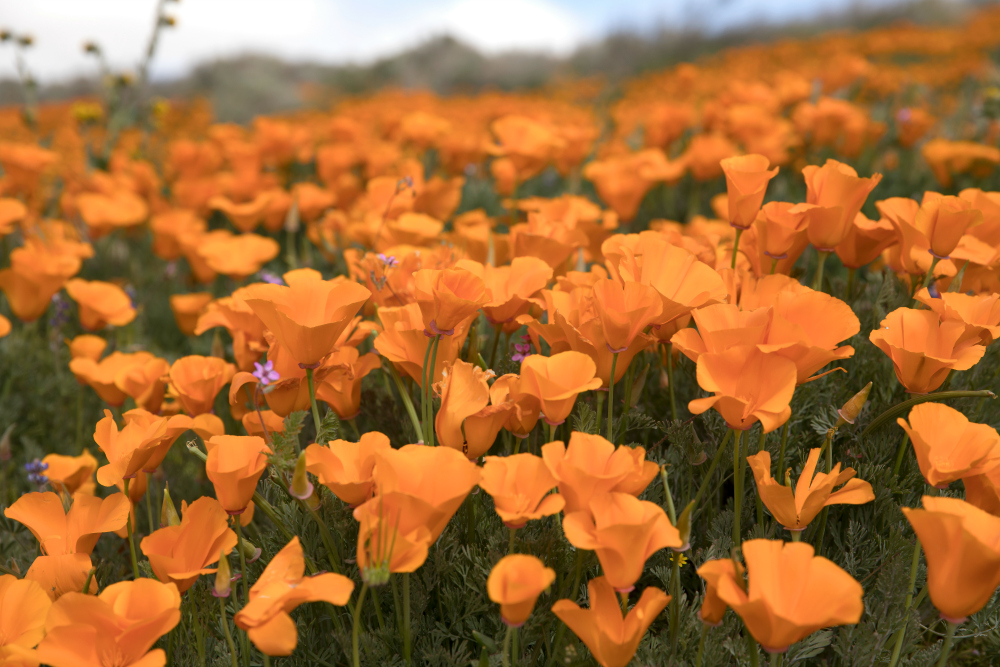 We Visited the Antelope Valley California Poppy Reserve and OMG...it was AMAZING!