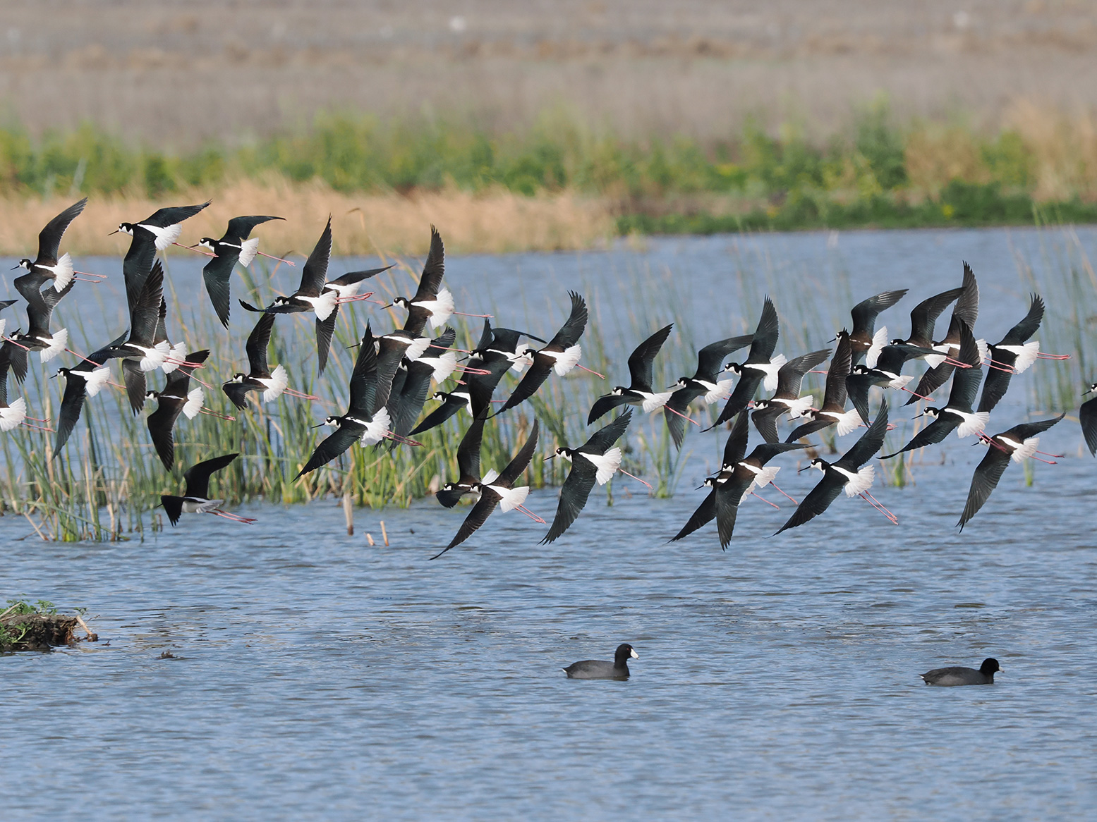 Black Necked Stilt