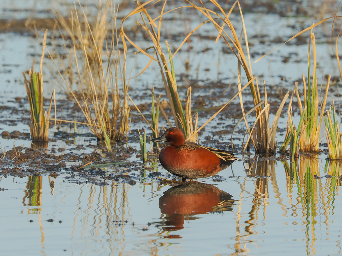 Cinnamon Teal