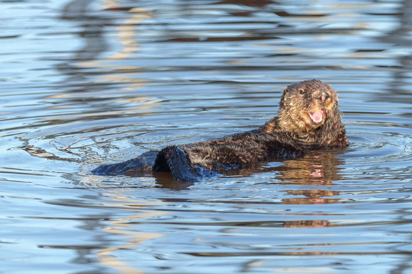 otter