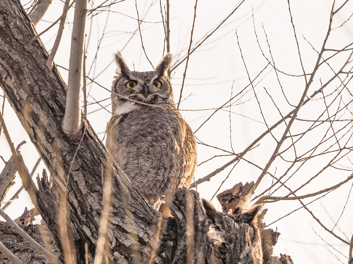 Great Horned Owl