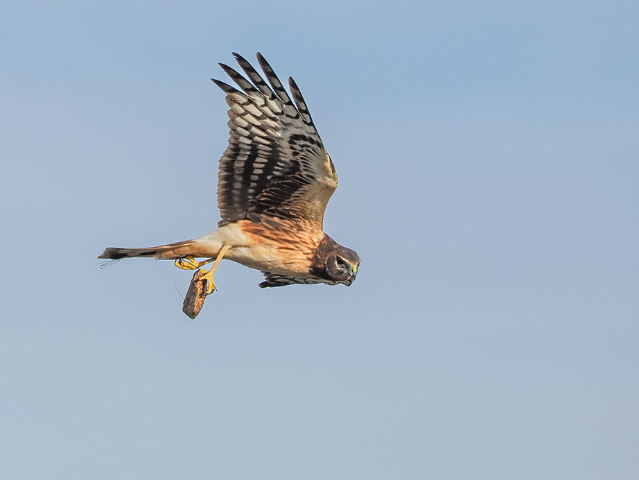 Northern Harrier