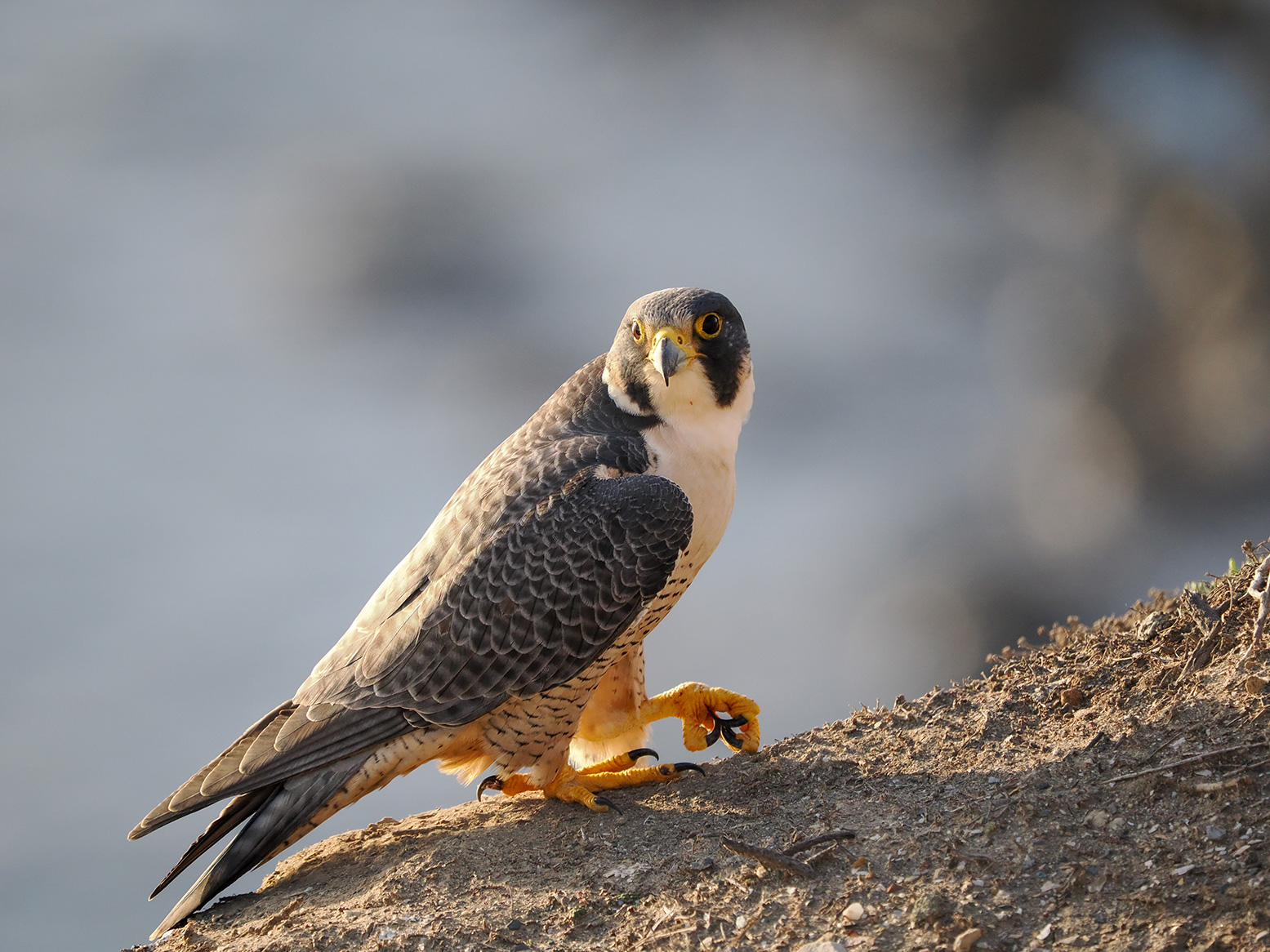 Peregrine Falcon