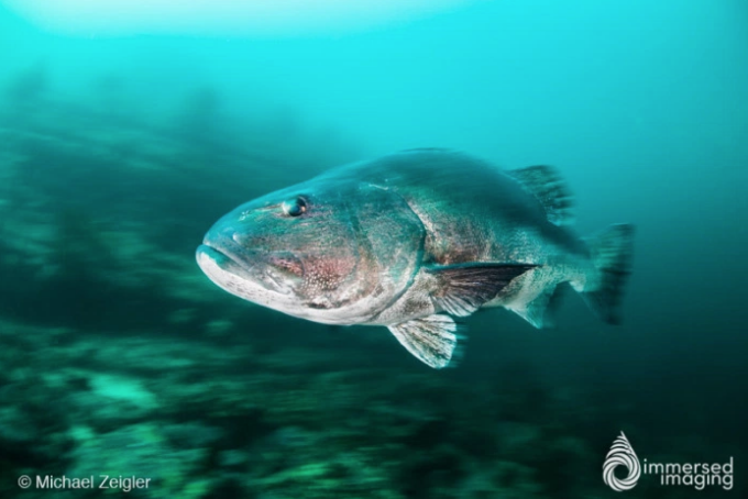 Diving Bird Rock: Samy’s Demo Day