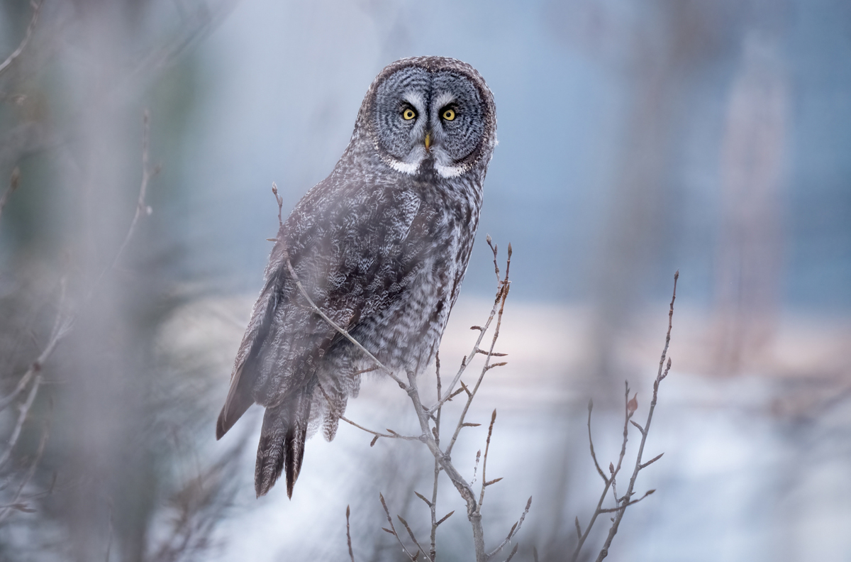 The Ultimate Wildlife Camera? Moses Sparks Puts the Sony a1 II to the Test