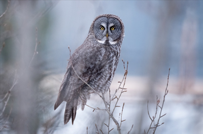 The Ultimate Wildlife Camera? Moses Sparks Puts the Sony a1 II to the Test