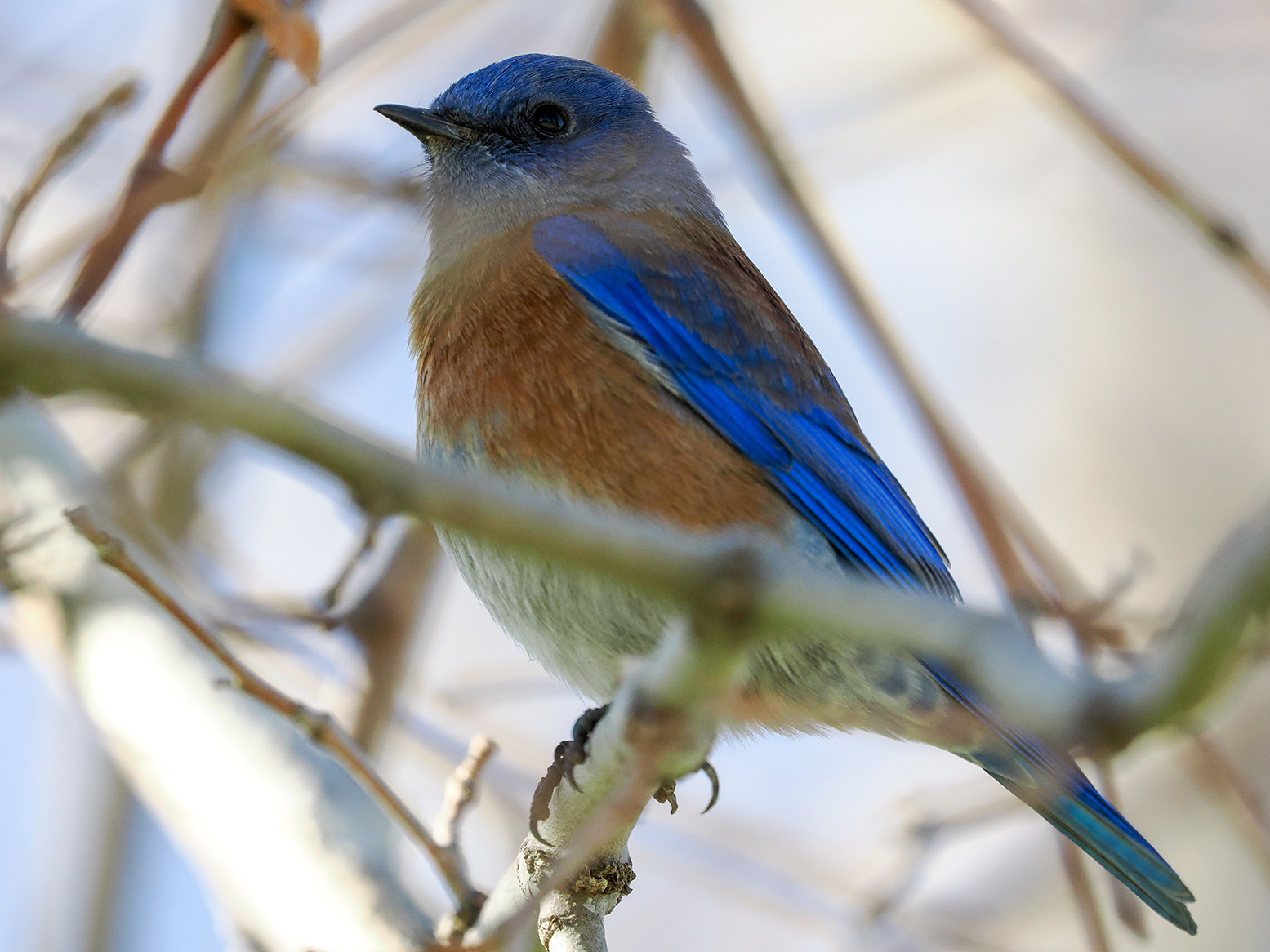 Western Bluebird