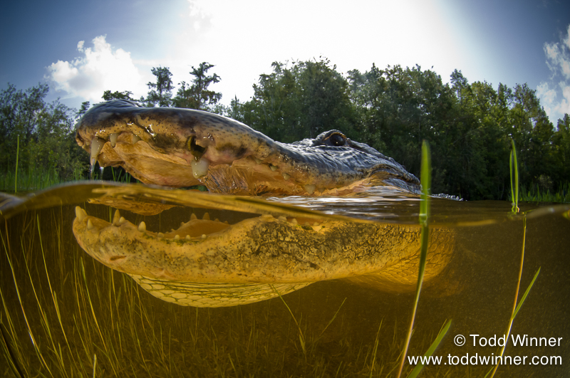 Top 10 Tips for Amazing Underwater Photos by Michael Zeigler