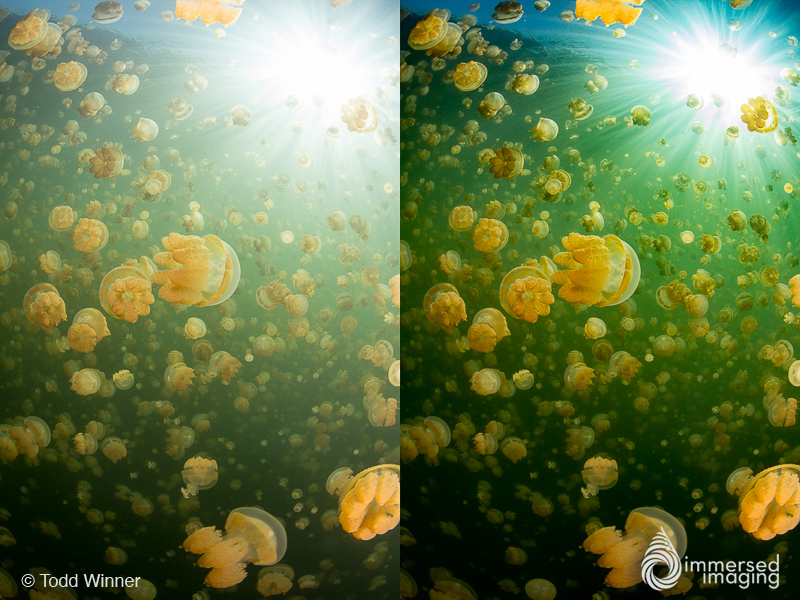 Dehaze Your Underwater Photographs