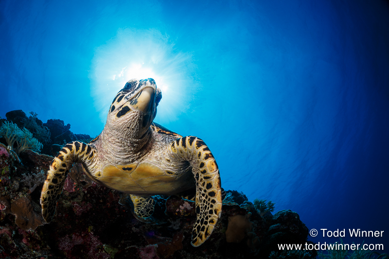 The Big Picture: Fisheye Lenses For Underwater