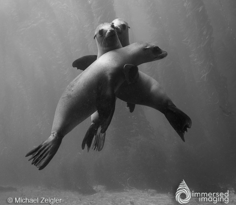 Shooting Monochrome Underwater by Michael Zeigler