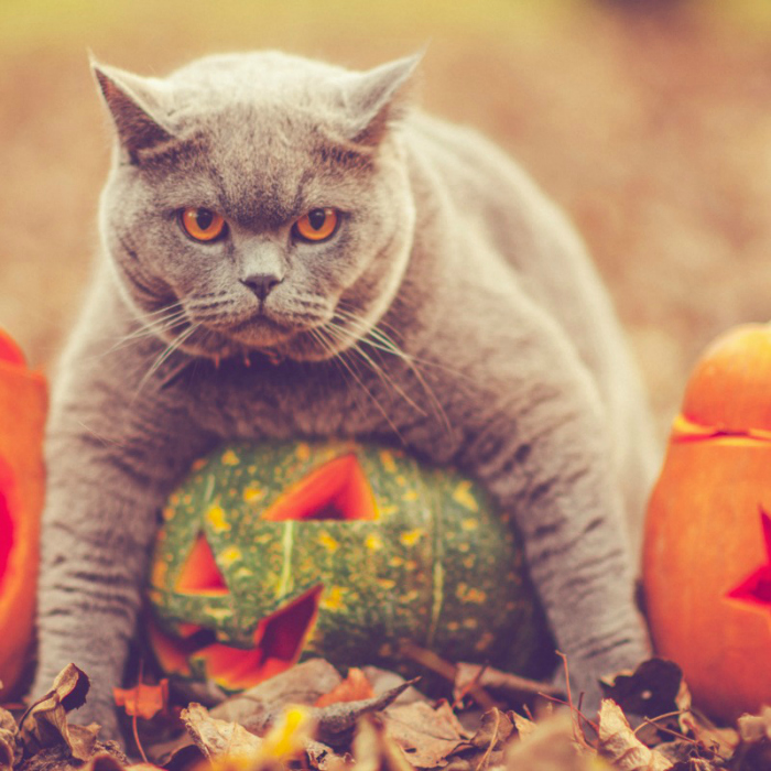 Petoween Photo Contest: October 2015