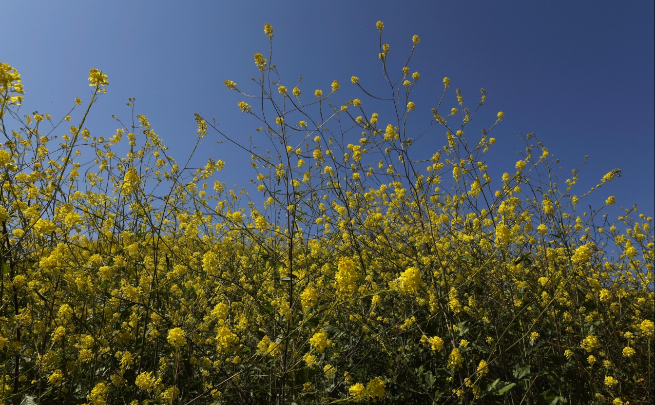 Be Kind to the Flowers: Let's Talk Superbloom Photography Etiquette