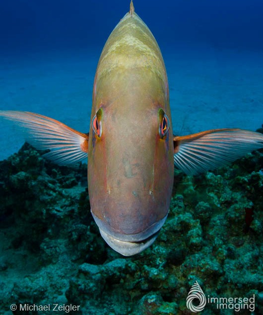 Tokina 10-17mm f/3.5-4.5 Fisheye Underwater Lens Review by Michael Zeigler