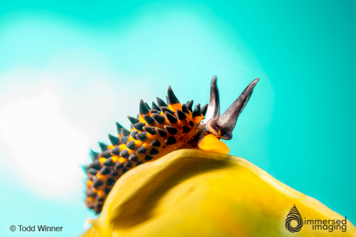 Top 5 Tips for Shooting Nudibranchs