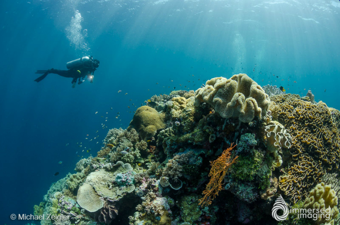 Top 5 Tips for New Underwater Photographers by Michael Zeigler