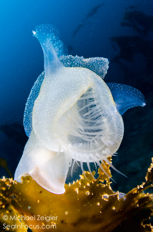 Underwater Camera Dome