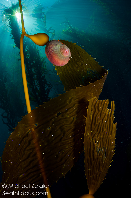 Norris' top snail feeding on giant kelp. Ironbound Cove, Catalina Island.