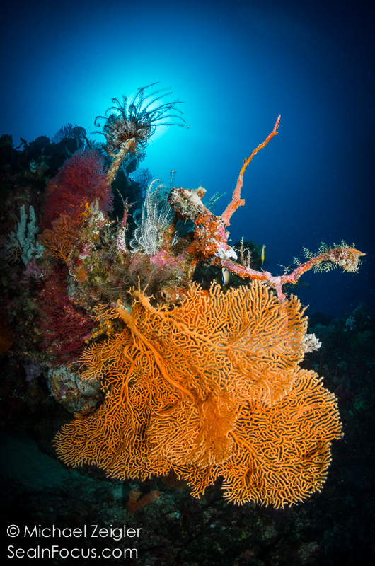 Reef Scene