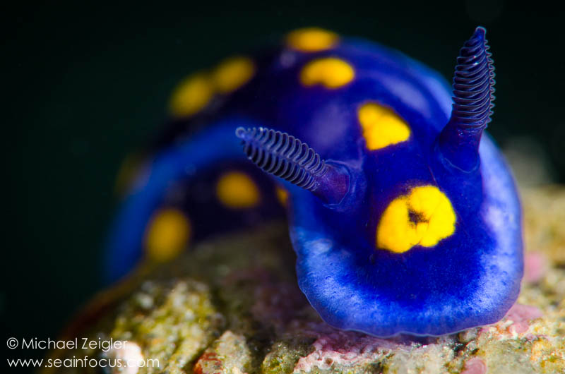 super macro