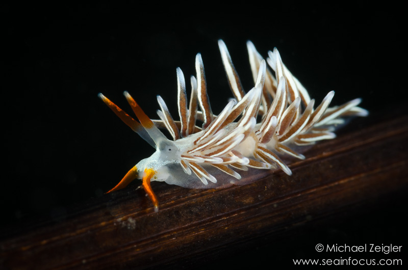 Catriona columbiana nudibranch