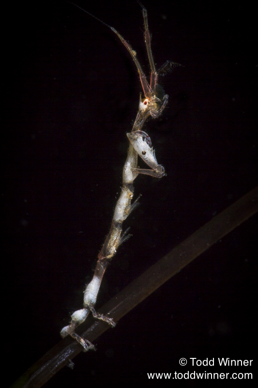 skeleton shrimp