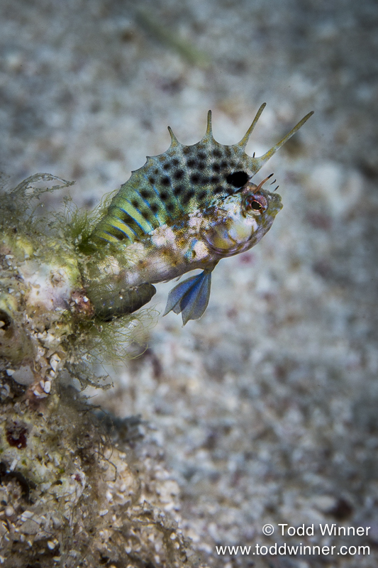 Gulf Signal Blenny