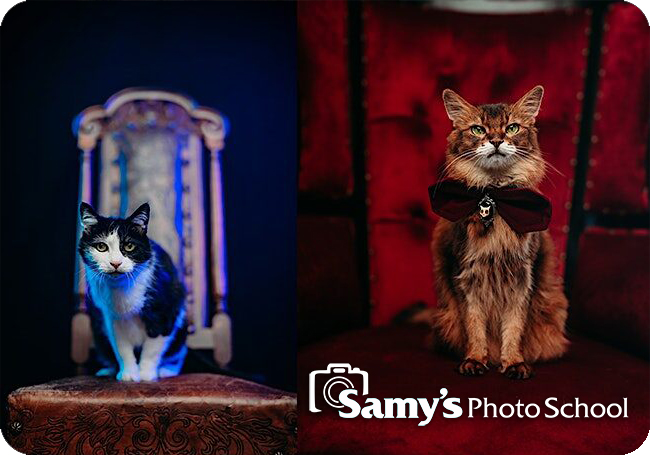 Creative Cat Photography Workshop with Anabel DFlux - Pasadena