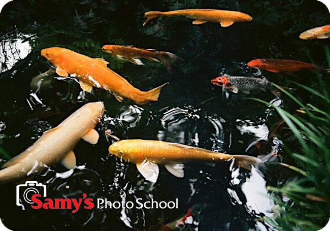 Introduction to 35mm Film Photography with Jonathan Sherrill - Pasadena