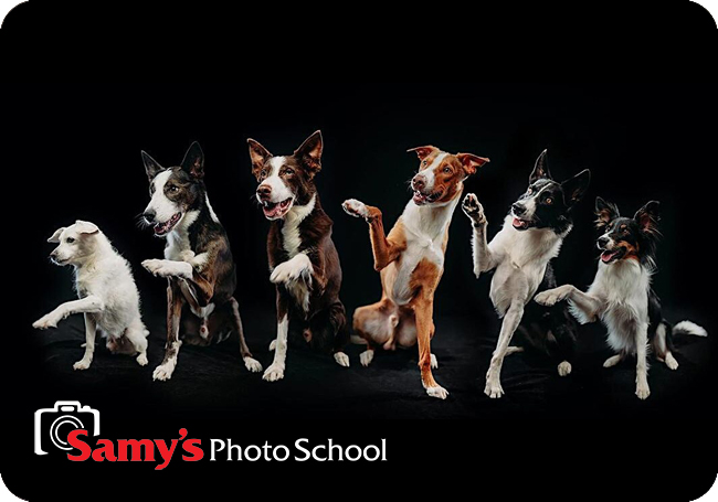 Creative Pet Photography Workshop with Anabel DFlux - Los Angeles