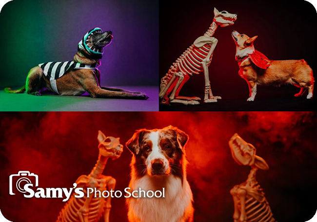 Howl-O-Ween: Creative Dog Photography Workshop - Los Angeles