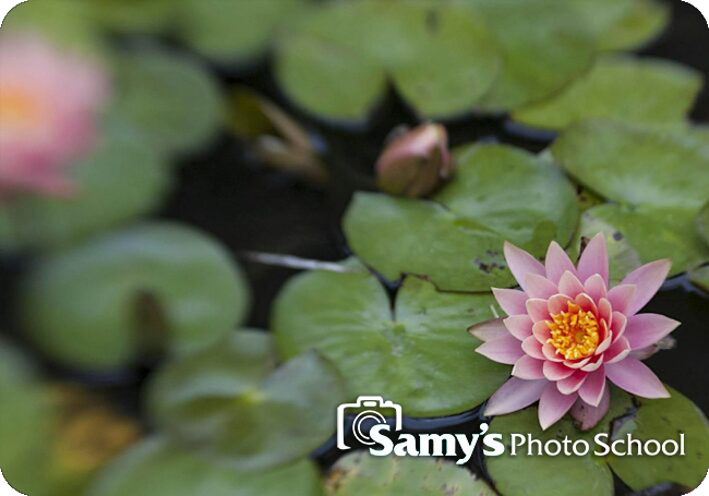 Photographing the Gardens at the Huntington Library with Art Ramirez