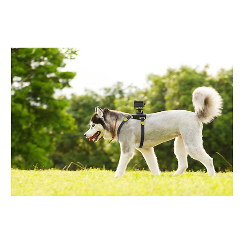 Dog Mount for Action Cam Image 4