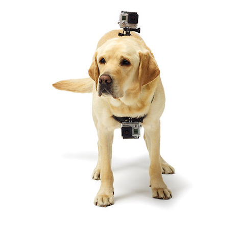 Fetch (Dog Harness) Image 3