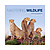 Mastering Wildlife Photography - Paperback Book