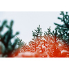 Sunstroke 200 Color Negative Film (35mm Roll Film, 24 Exposures) Thumbnail 3