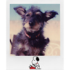 Color i-Type Instant Film (Peanuts Edition, 8 Exposures) Thumbnail 5
