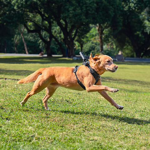 Pet Harness Mount Kit (Large) Image 11